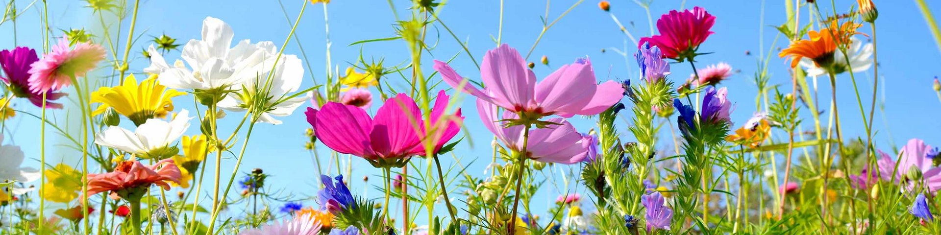 Et blomsterbed fyldt med farverige blomster i lilla, pink, hvid, gul og blå nuancer. Baggrunden er en klar, blå himmel, hvilket skaber en lys og livlig stemning. Blomsterne svajer let i vinden, hvilket tilføjer en følelse af naturlig skønhed.